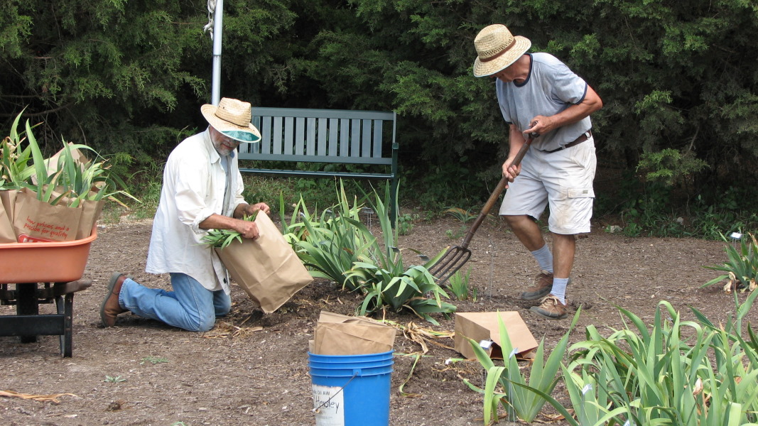 Digging rhizomes at the Natural Gardener in June 2008.
